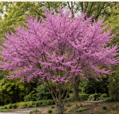 Eastern Redbud