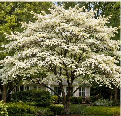 Flowering Dogwood