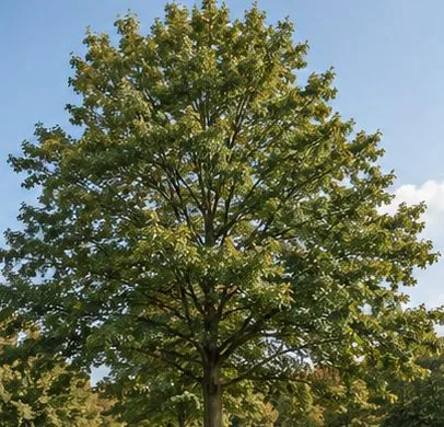 Pin Oak