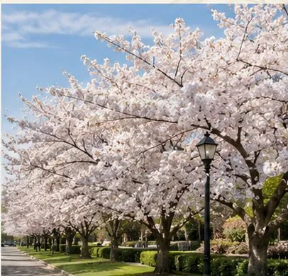 Yoshino Cherry